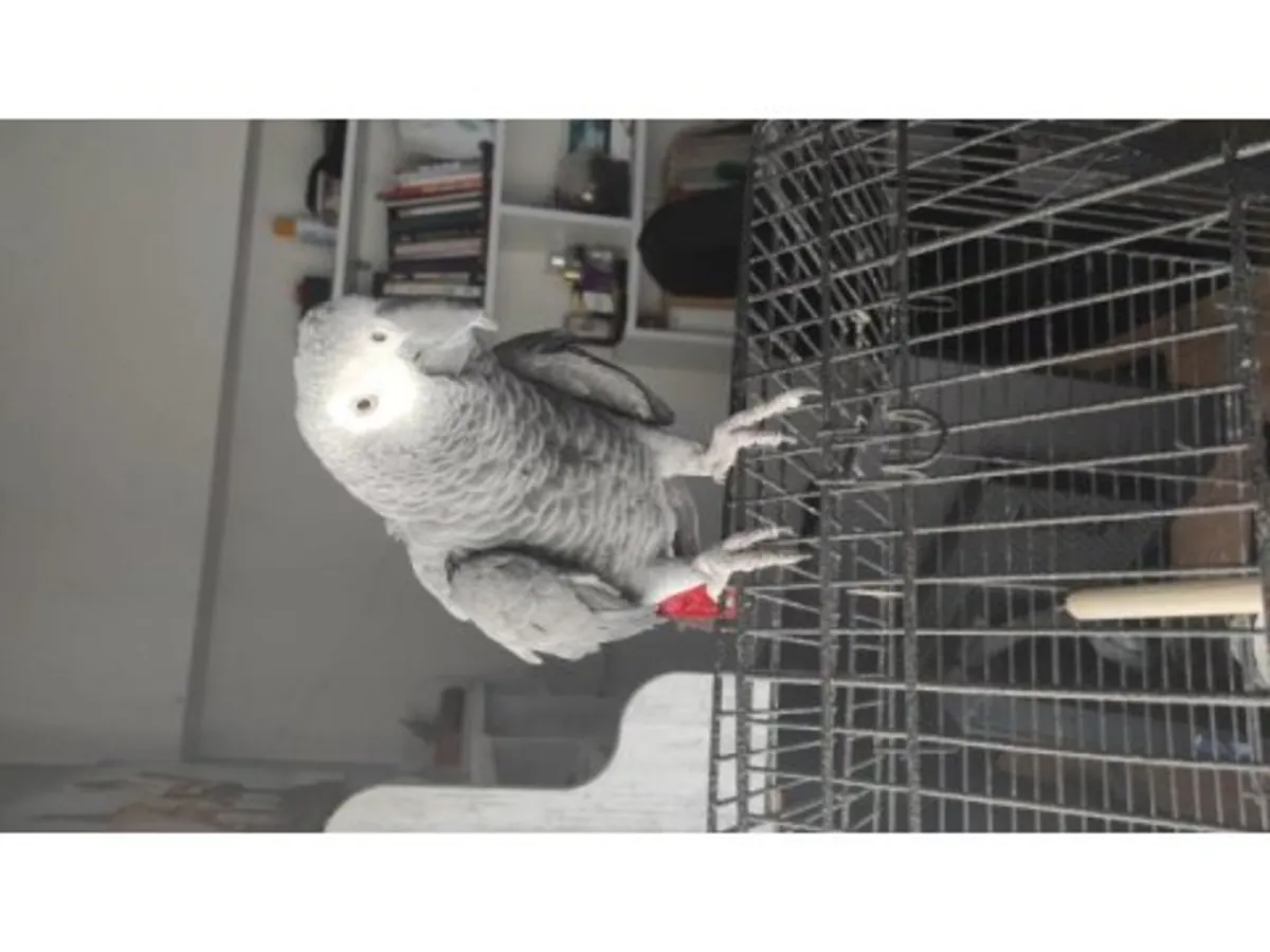 Observant and calm African grey parrot seeks new home