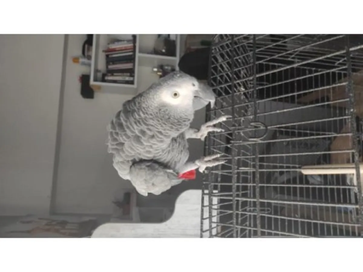 Observant and calm African grey parrot seeks new home