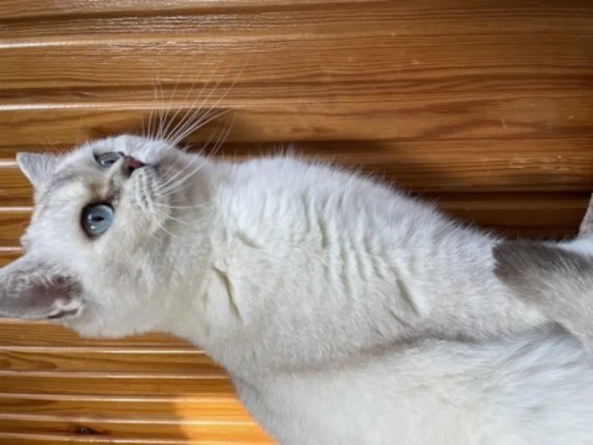 Very calm British Shorthair cat looking for a stable home