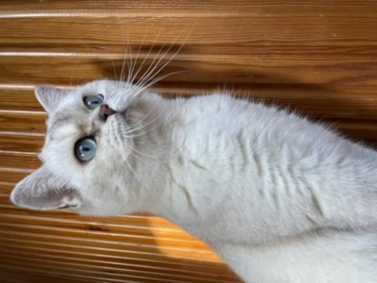 Very calm British Shorthair cat looking for a stable home