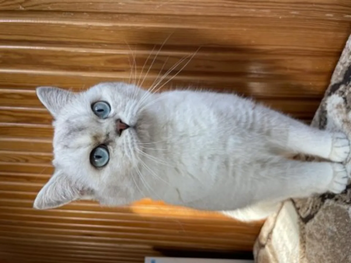 Very calm British Shorthair cat looking for a stable home