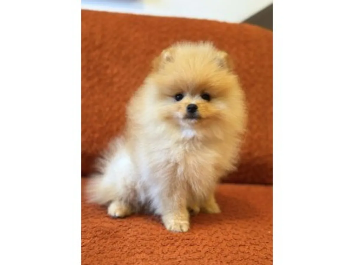 Ласковый маленький кремовый померанский шпиц ищет семью.