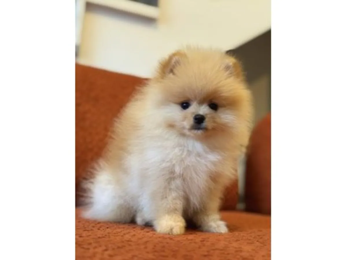 Ласковый маленький кремовый померанский шпиц ищет семью.