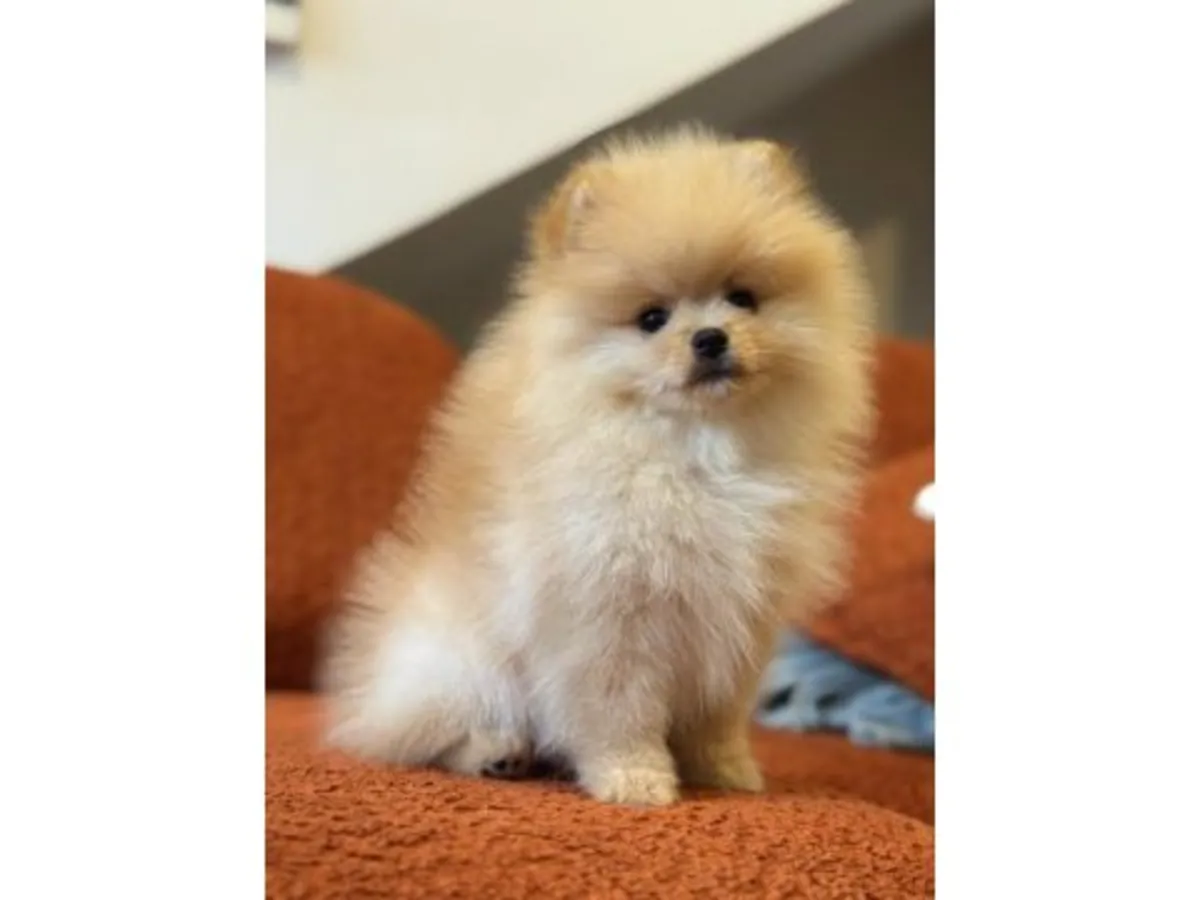 Ласковый маленький кремовый померанский шпиц ищет семью.