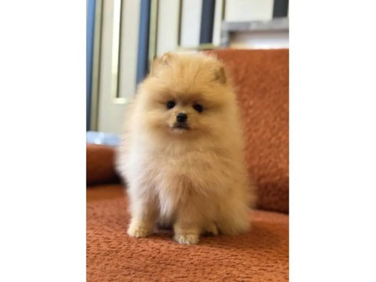 Ласковый маленький кремовый померанский шпиц ищет семью.