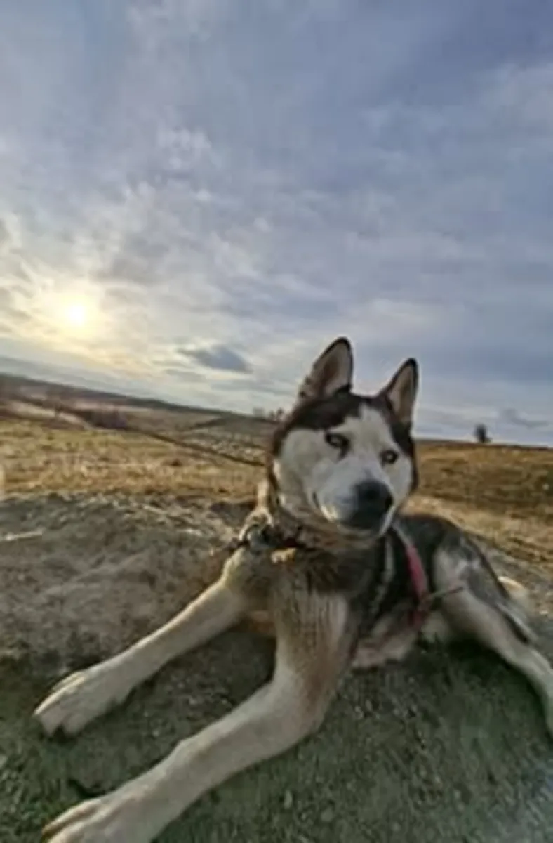 энергичный молодой хаски, выросший в семье.