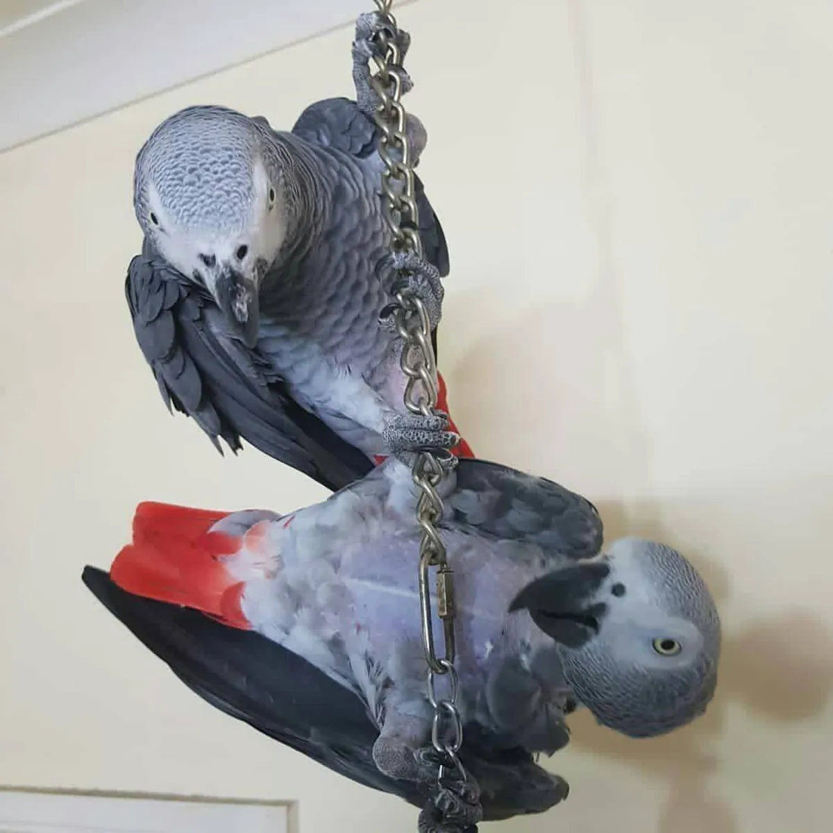 African grey parrot