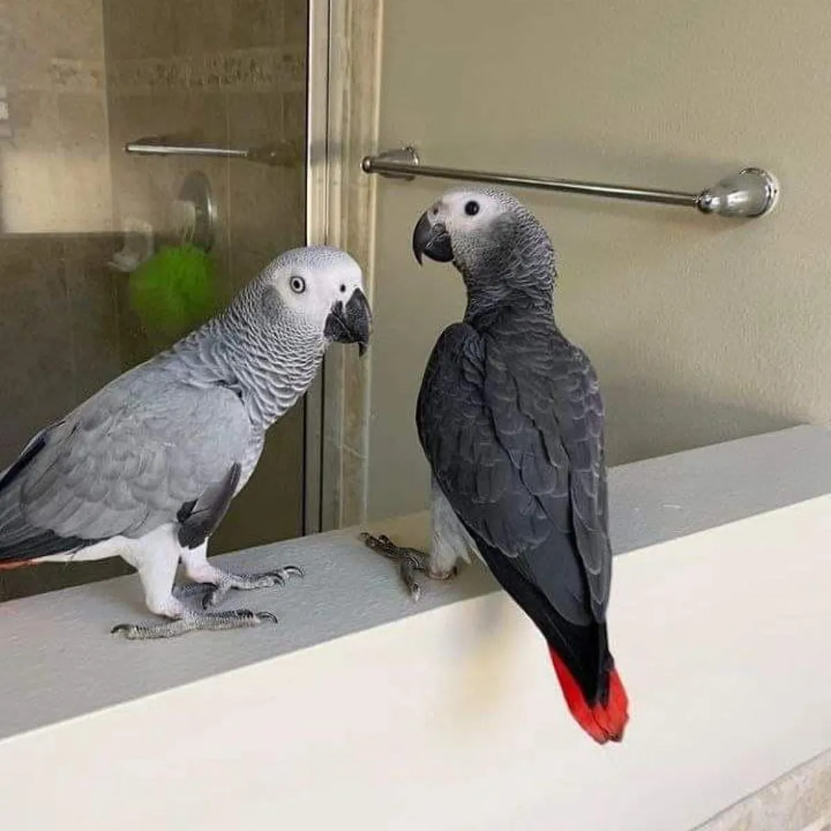 African grey parrot