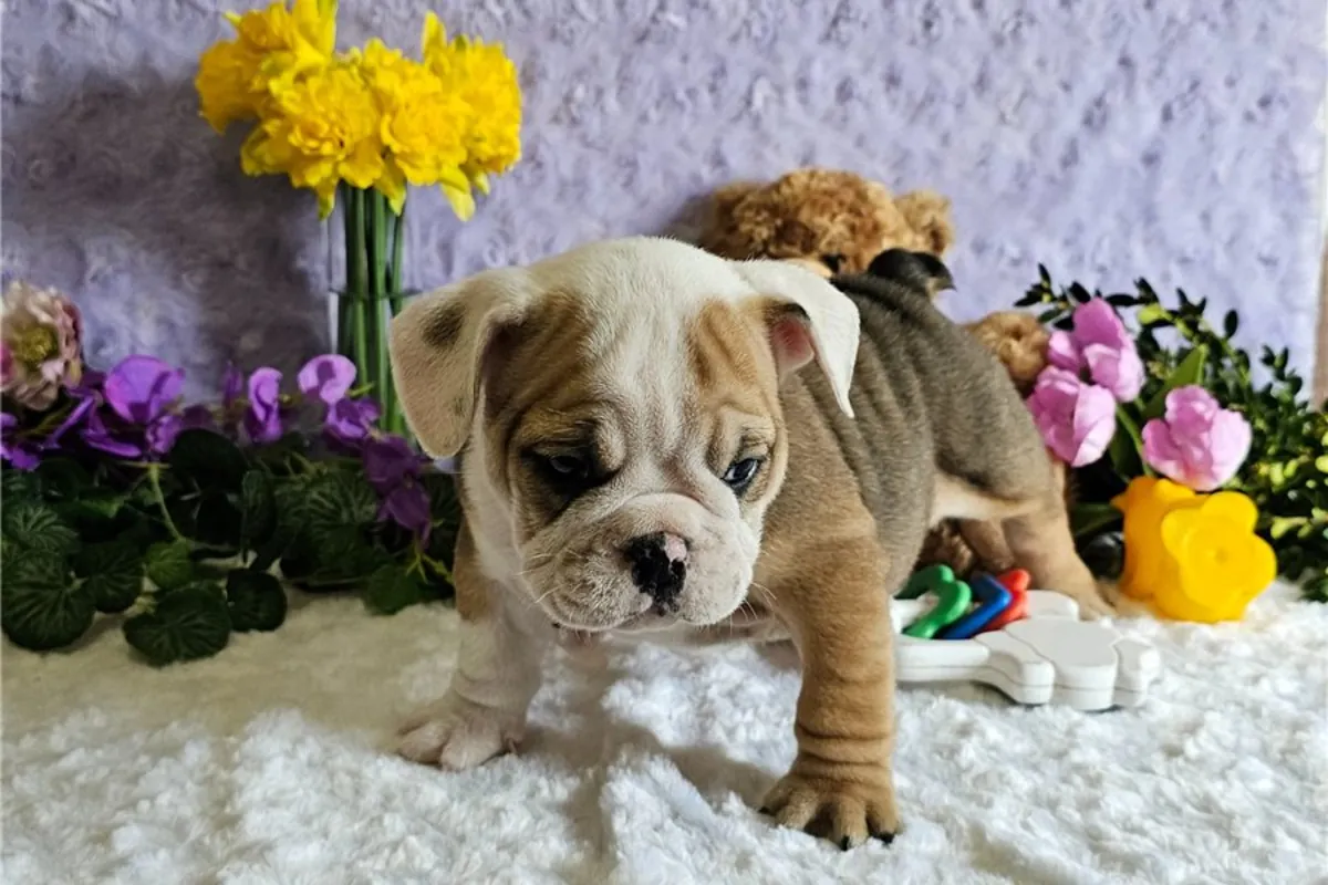 Cachorros de Bulldog inglés
