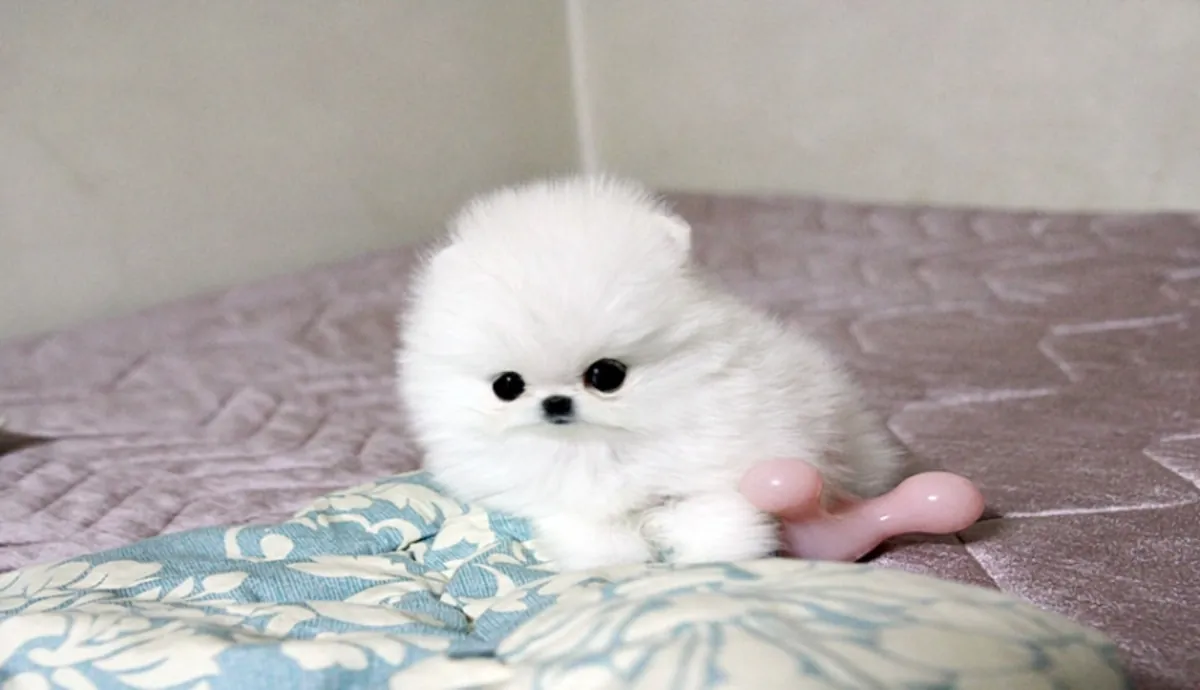 Beaux chiots Pomeranian disponibles