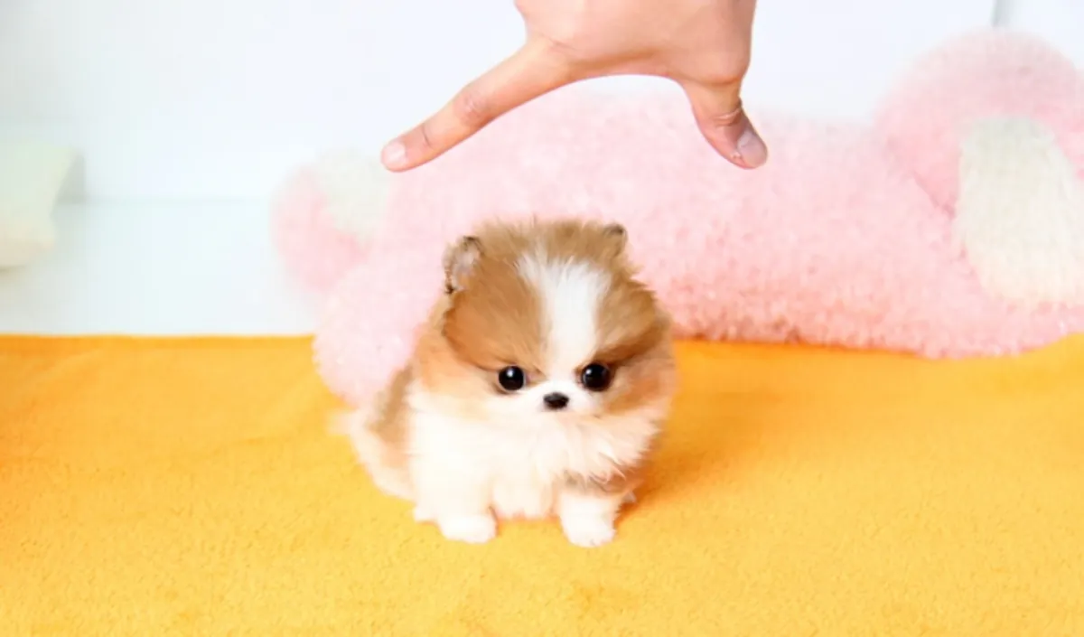 Beaux chiots Pomeranian disponibles