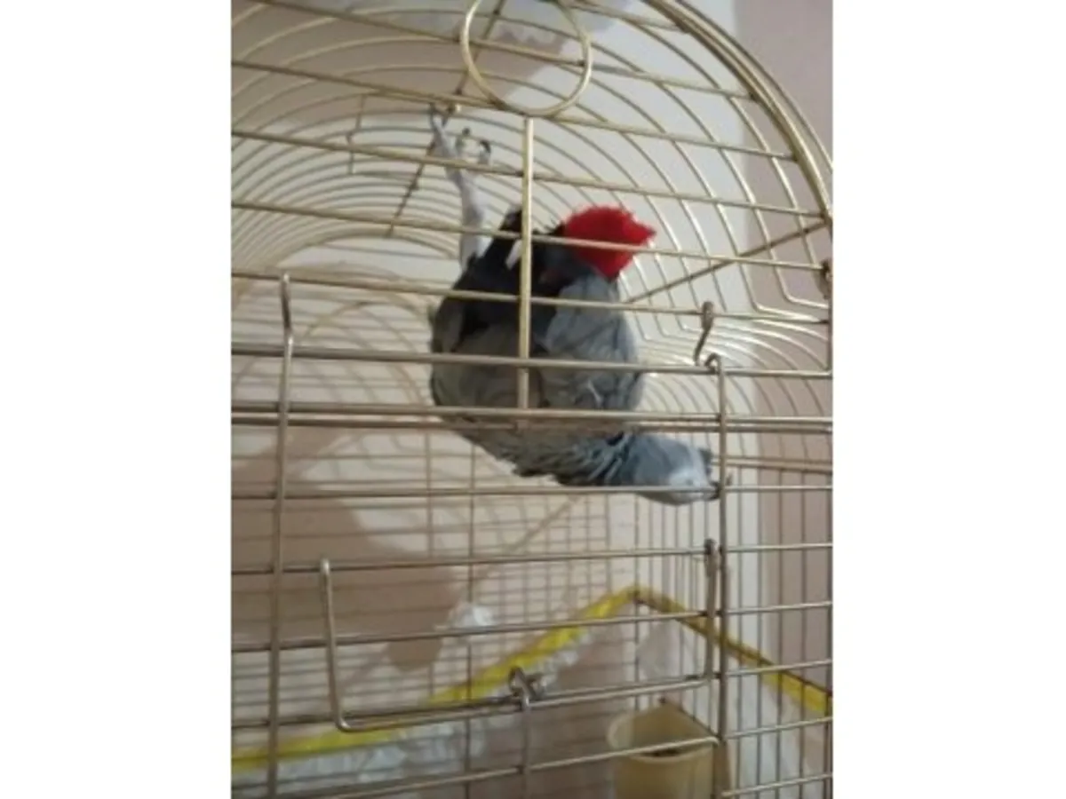 A smart grey parrot is looking for a caring owner.