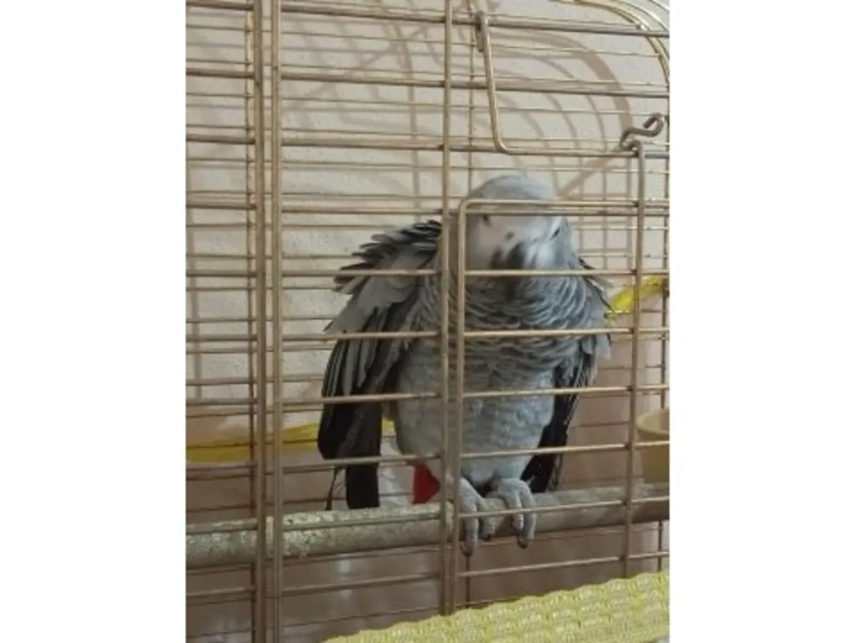 A smart grey parrot is looking for a caring owner.