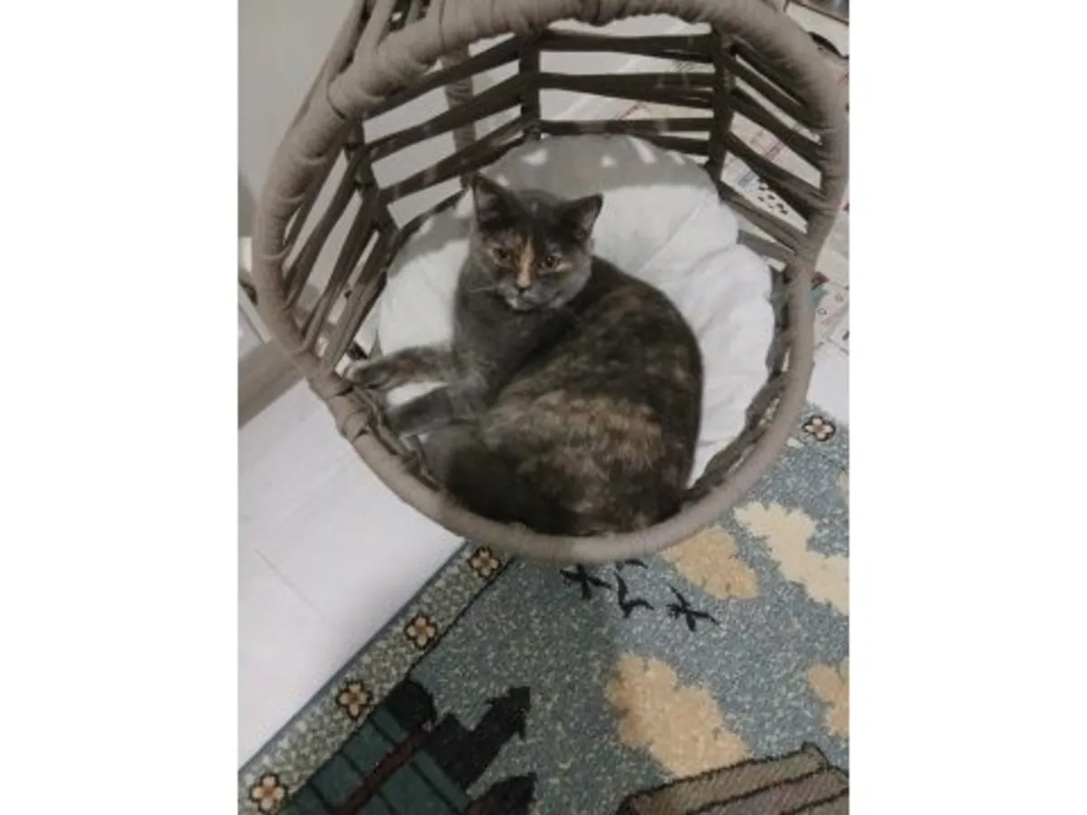 一只性情温顺的英国短毛猫正在寻找新家。