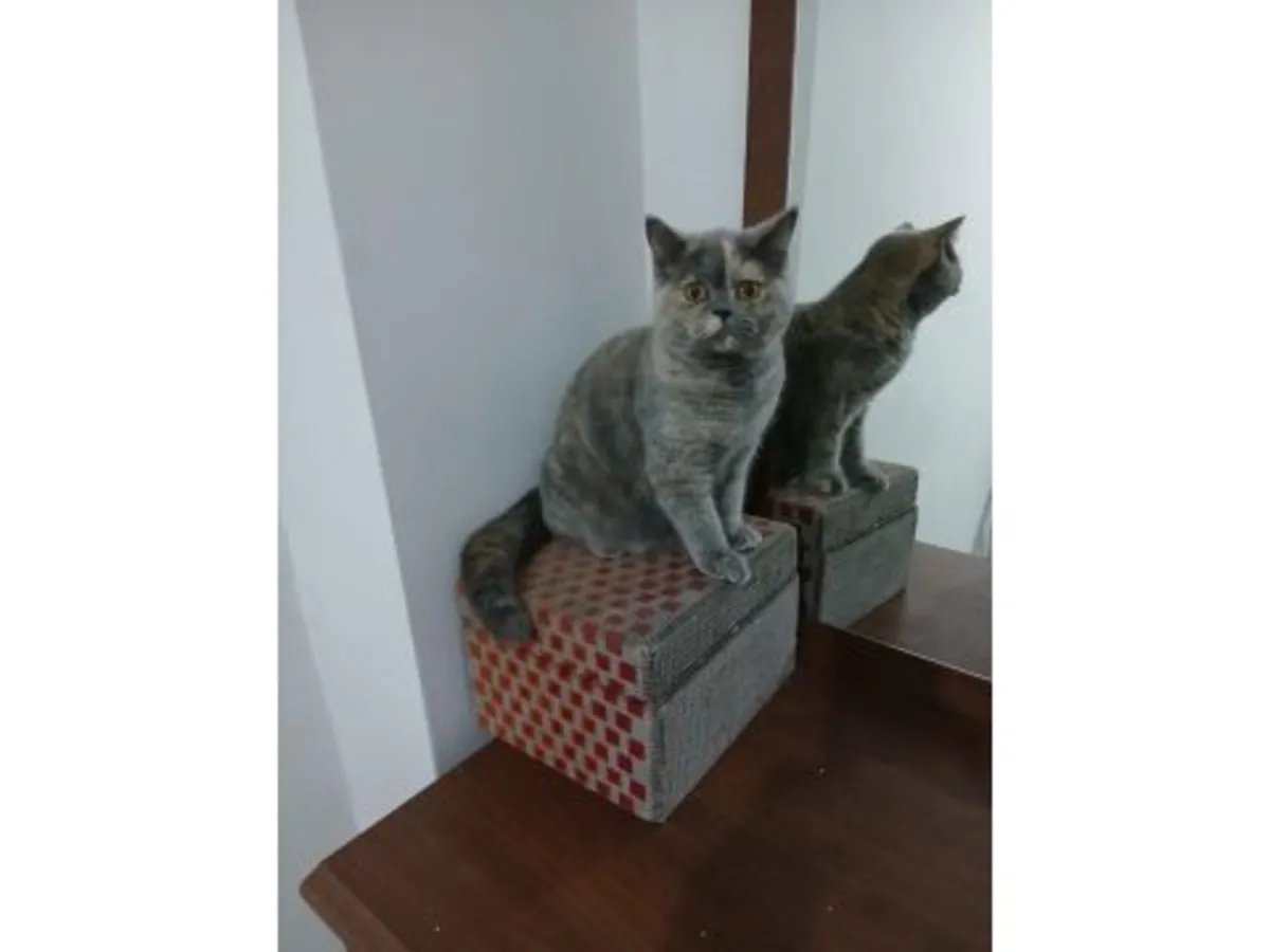 一只性情温顺的英国短毛猫正在寻找新家。