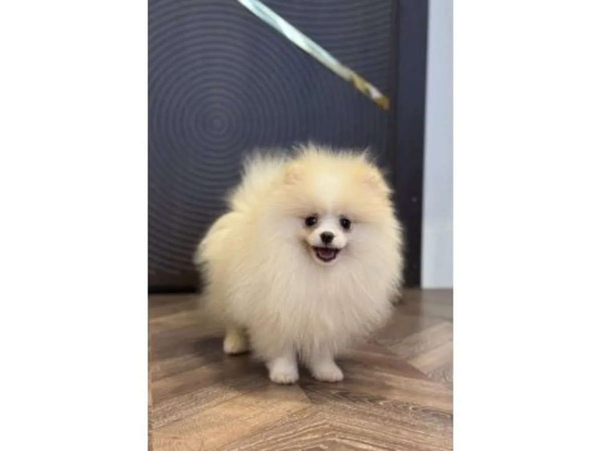 Белый померанский шпиц ищет любящую семью