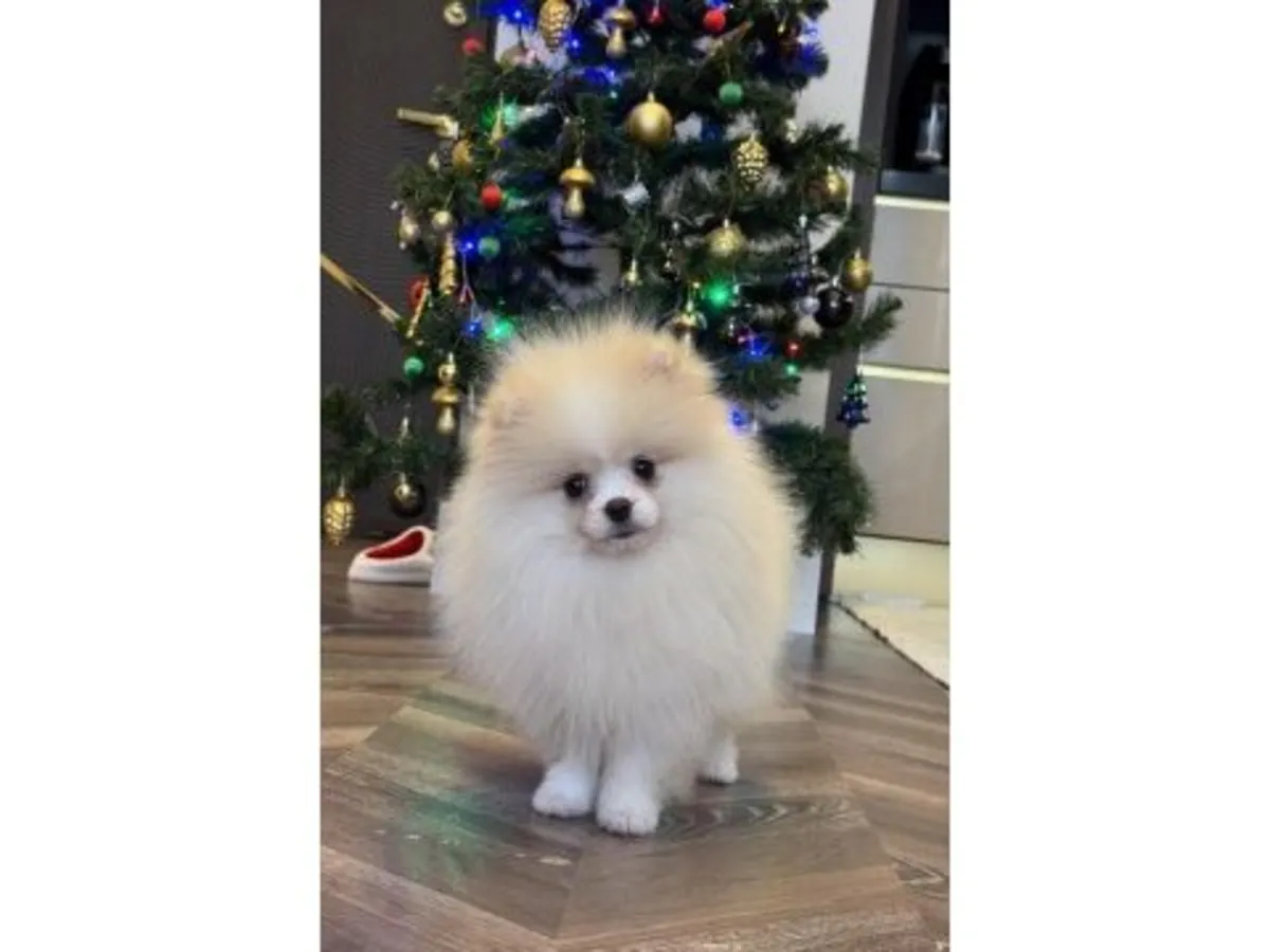 Белый померанский шпиц ищет любящую семью