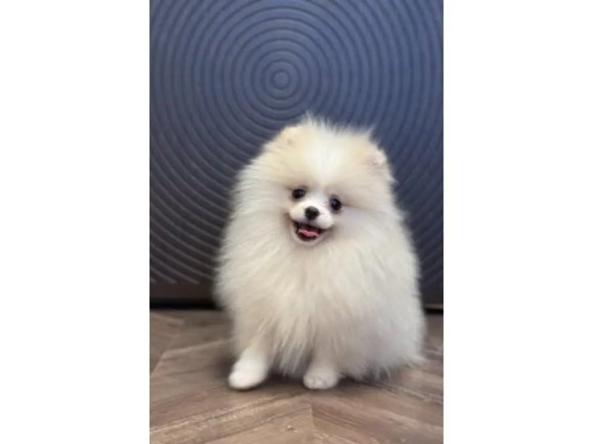 Белый померанский шпиц ищет любящую семью
