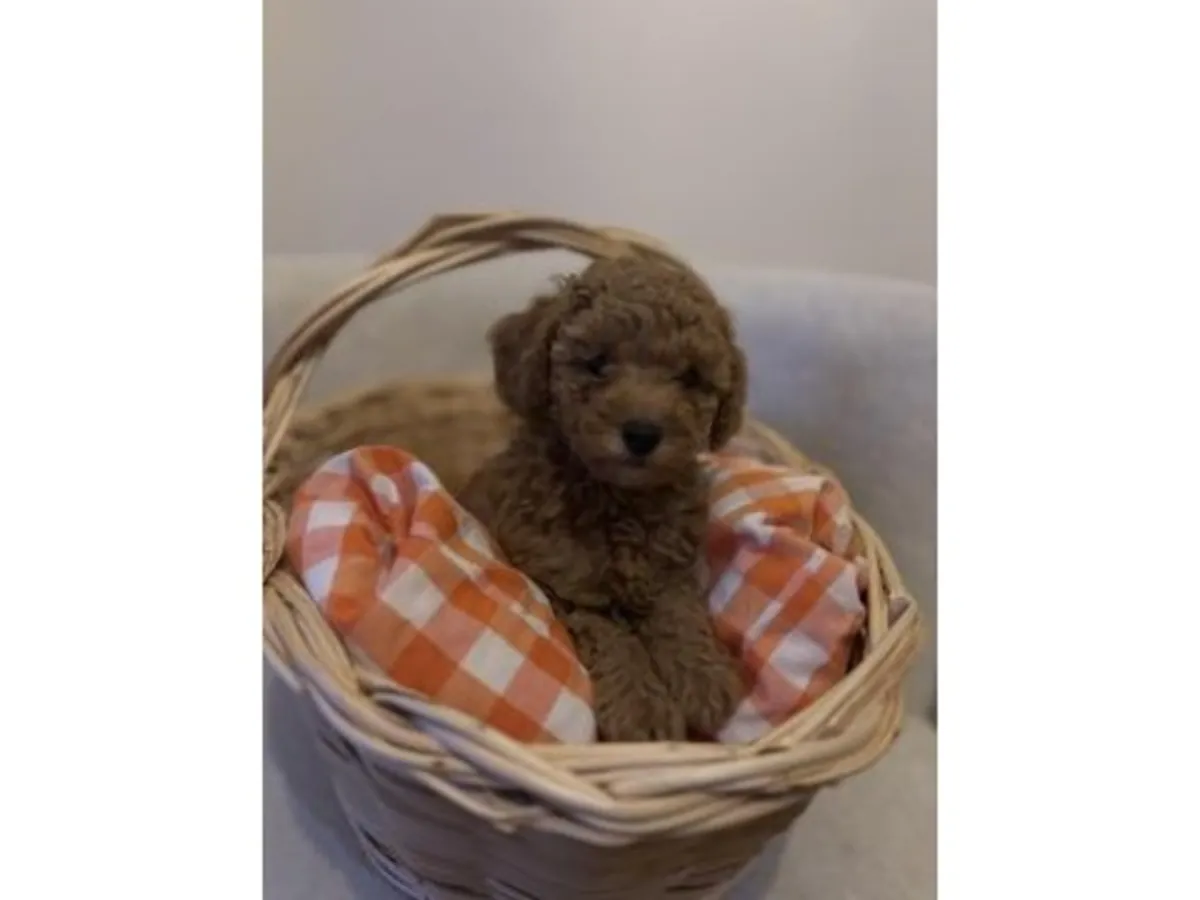 Коричневый пудель с хорошим характером продается