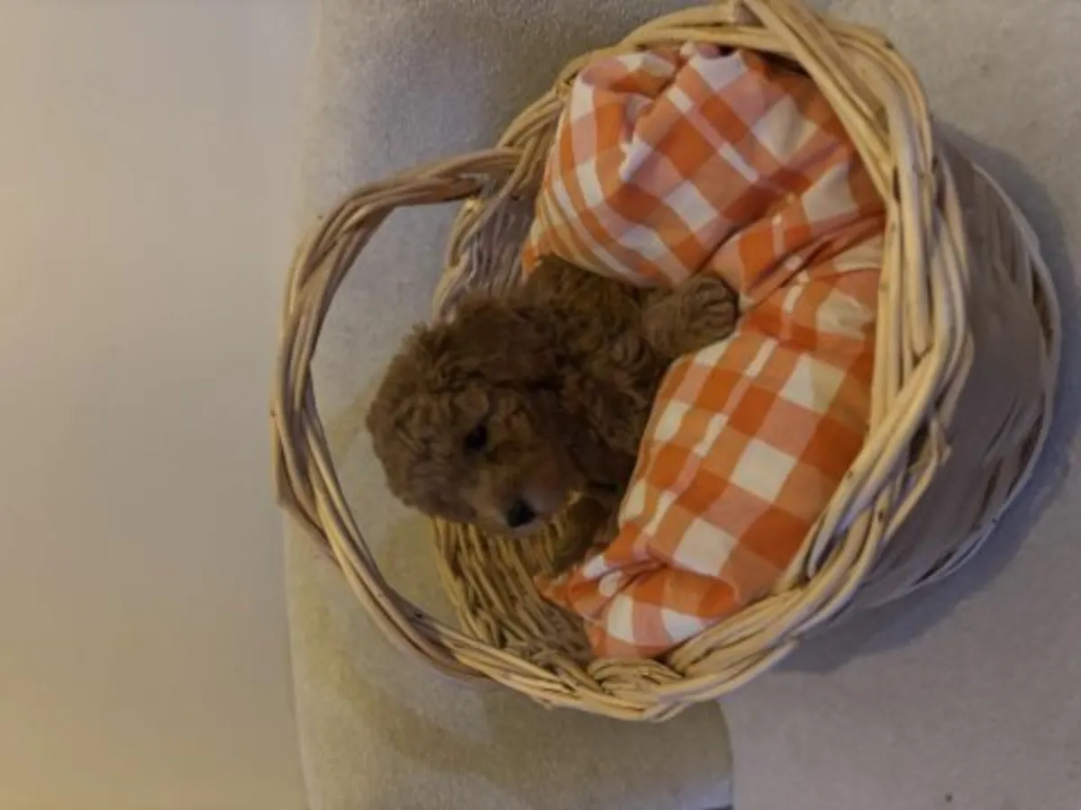 Коричневый пудель с хорошим характером продается