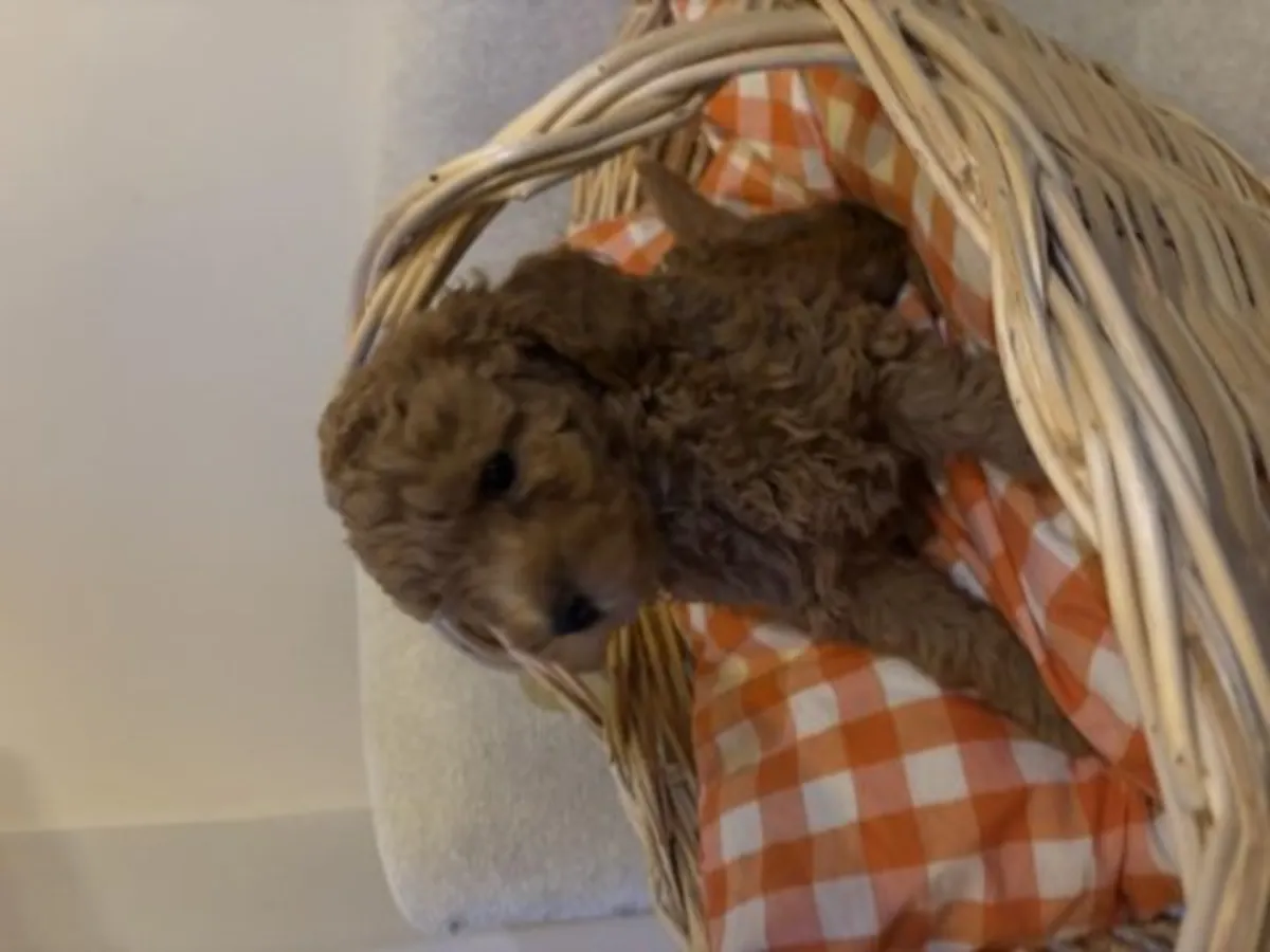 Коричневый пудель с хорошим характером продается