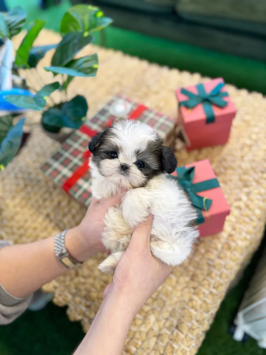 寻找新家的“茶杯”级别西施犬幼犬