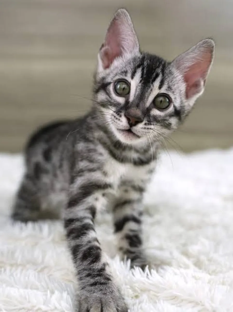 Chatons de race Bengal cherchant un nouveau foyer
