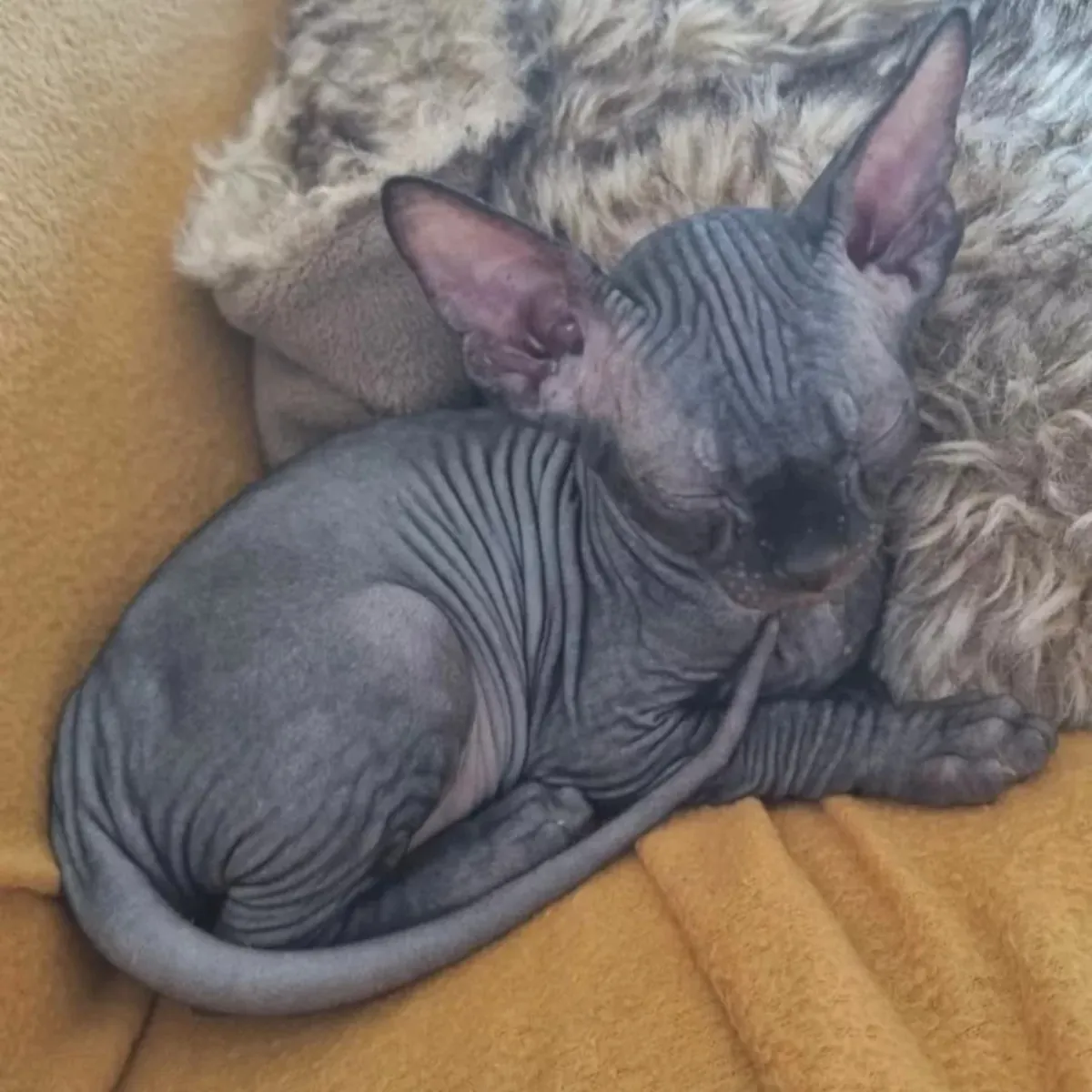 Beaux chatons Sphynx disponibles