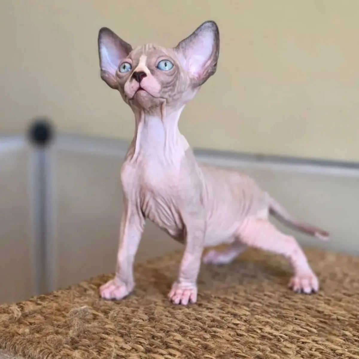 Beaux chatons Sphynx disponibles