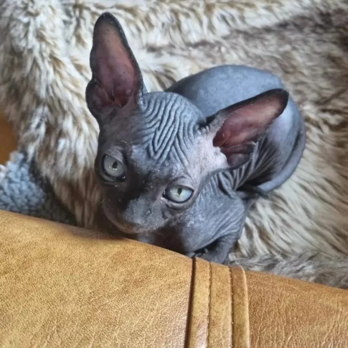 Beaux chatons Sphynx disponibles