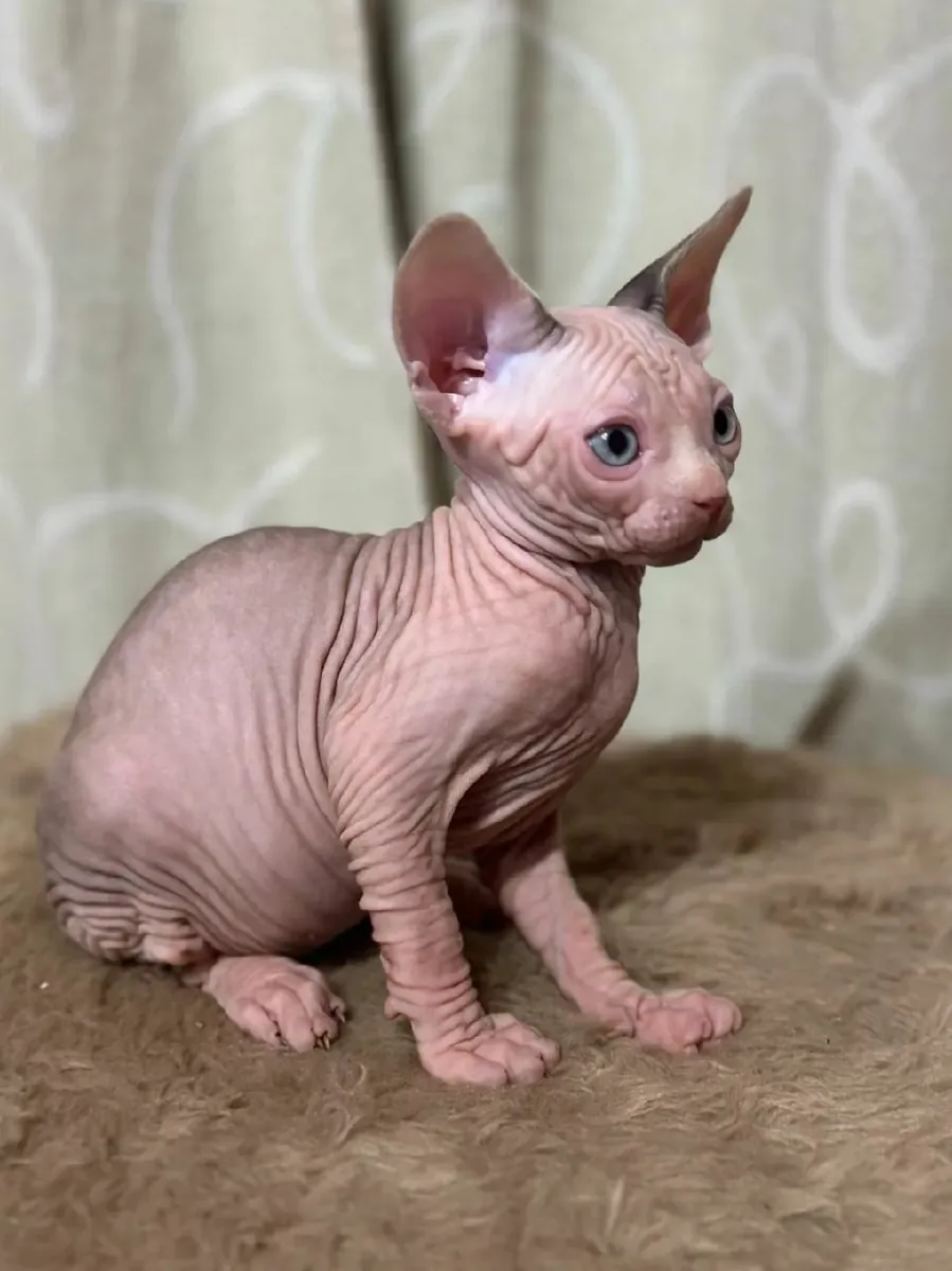 Belles chatons Sphynx disponibles