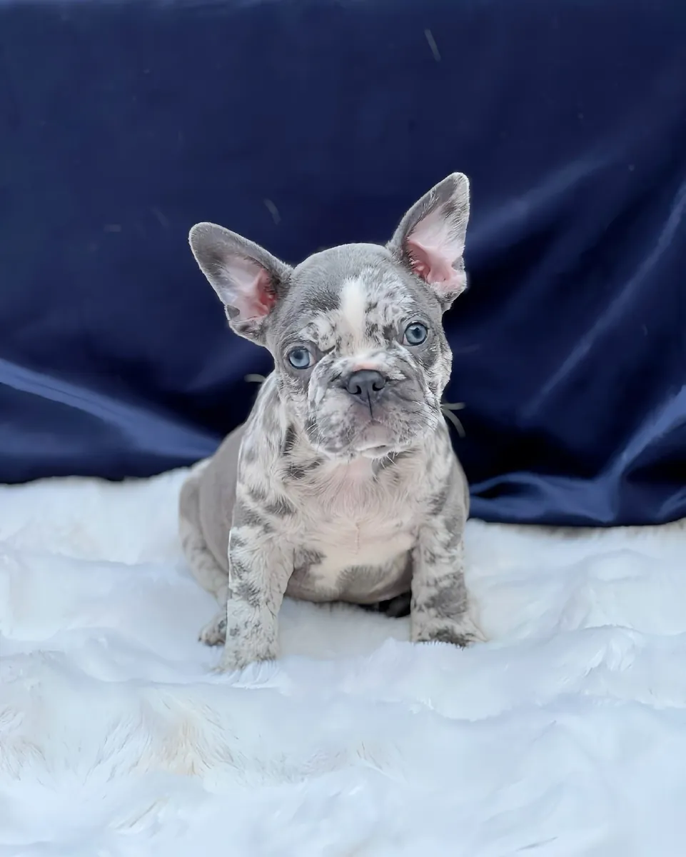 Chiots bulldog français enregistrés