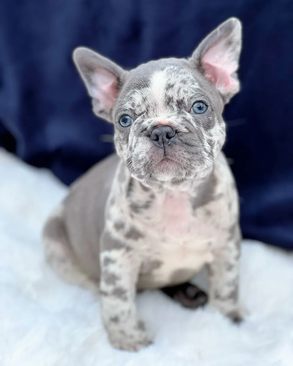 Chiots bulldog français enregistrés