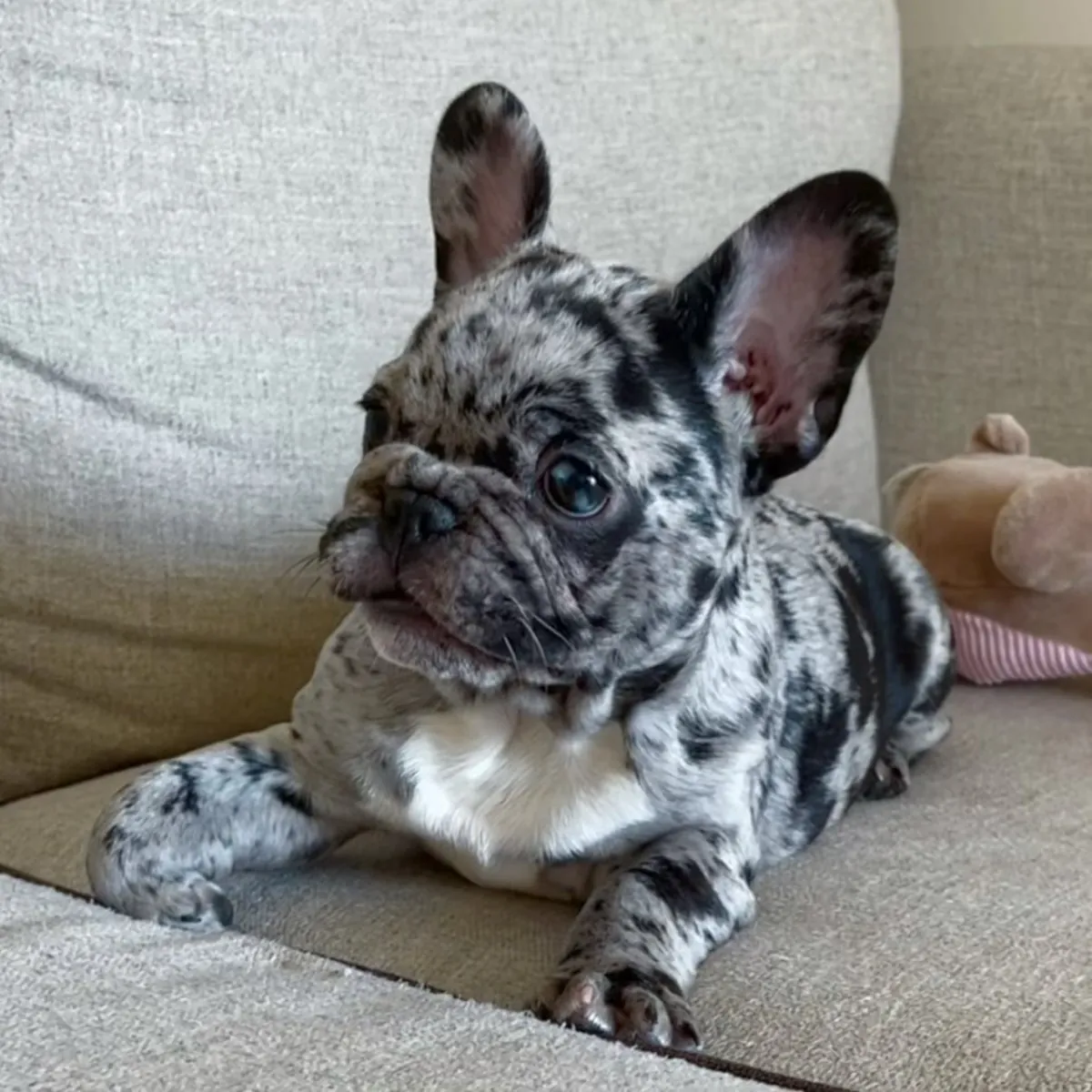 Chiots bulldog français enregistrés