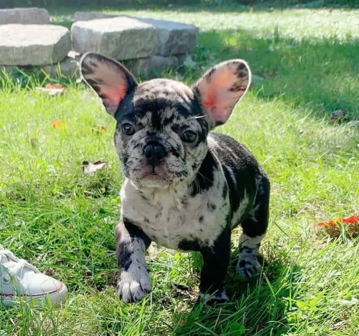 Chiots bulldog français enregistrés