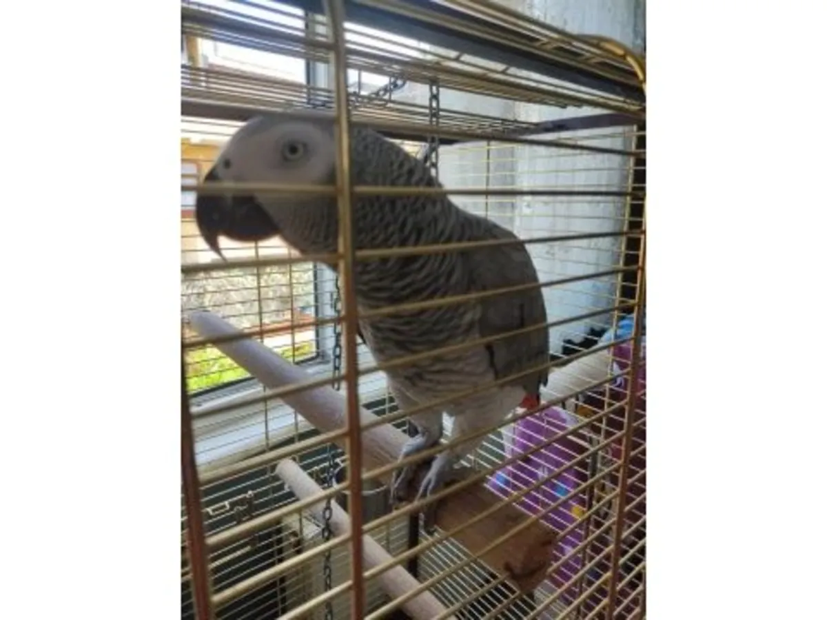 A calm grey parrot, accustomed to communication with people, is looking for a new home.