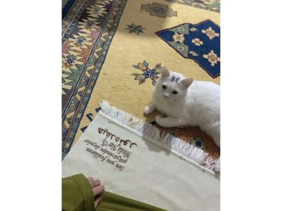 一只英国短毛家猫正在寻找一个安静的家庭。