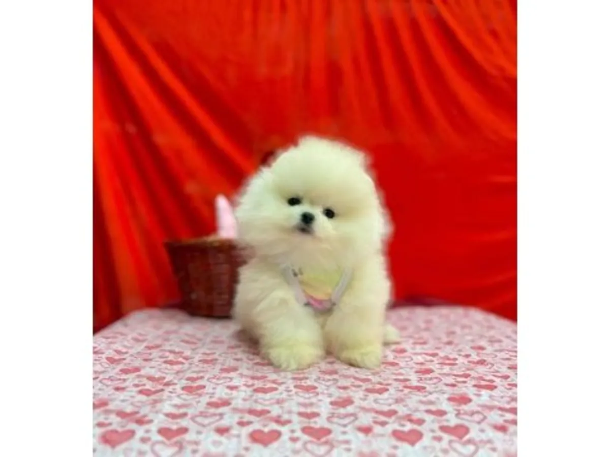 Un Pomerania blanco con una personalidad amigable está buscando una familia.