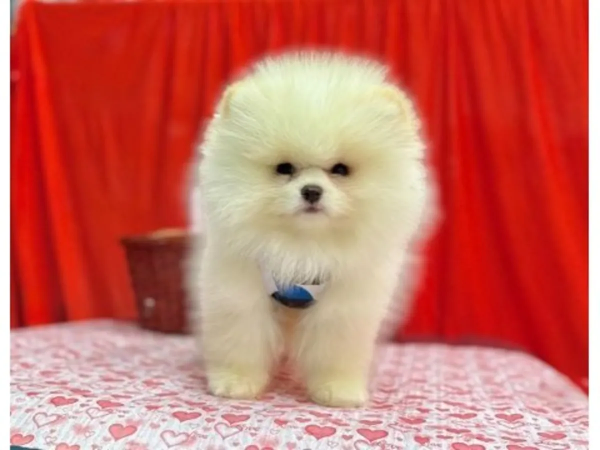 Un Pomerania blanco con una personalidad amigable está buscando una familia.