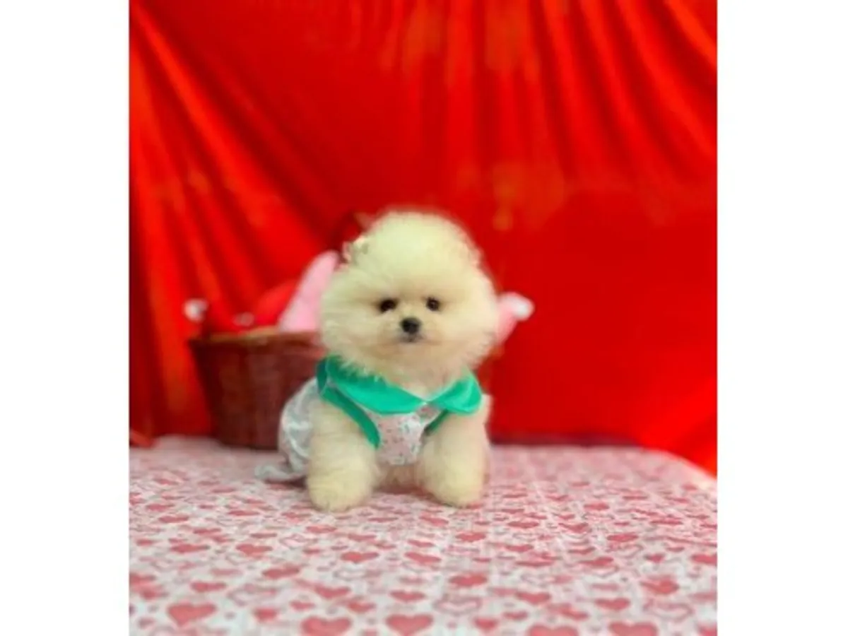Un Pomerania blanco con una personalidad amigable está buscando una familia.