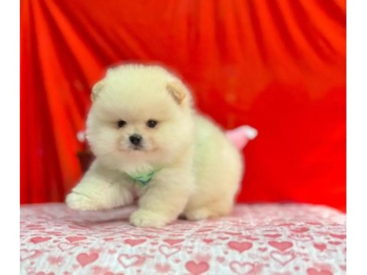 Un Pomerania blanco con una personalidad amigable está buscando una familia.