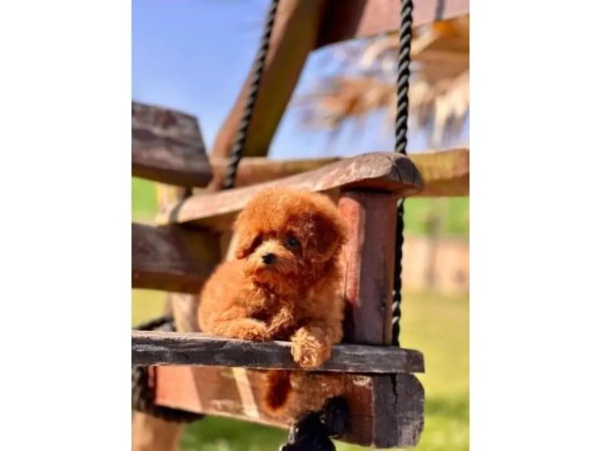 棕色贵宾犬，聪明又机灵的小狗