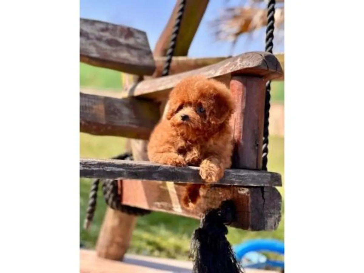 棕色贵宾犬，聪明又机灵的小狗