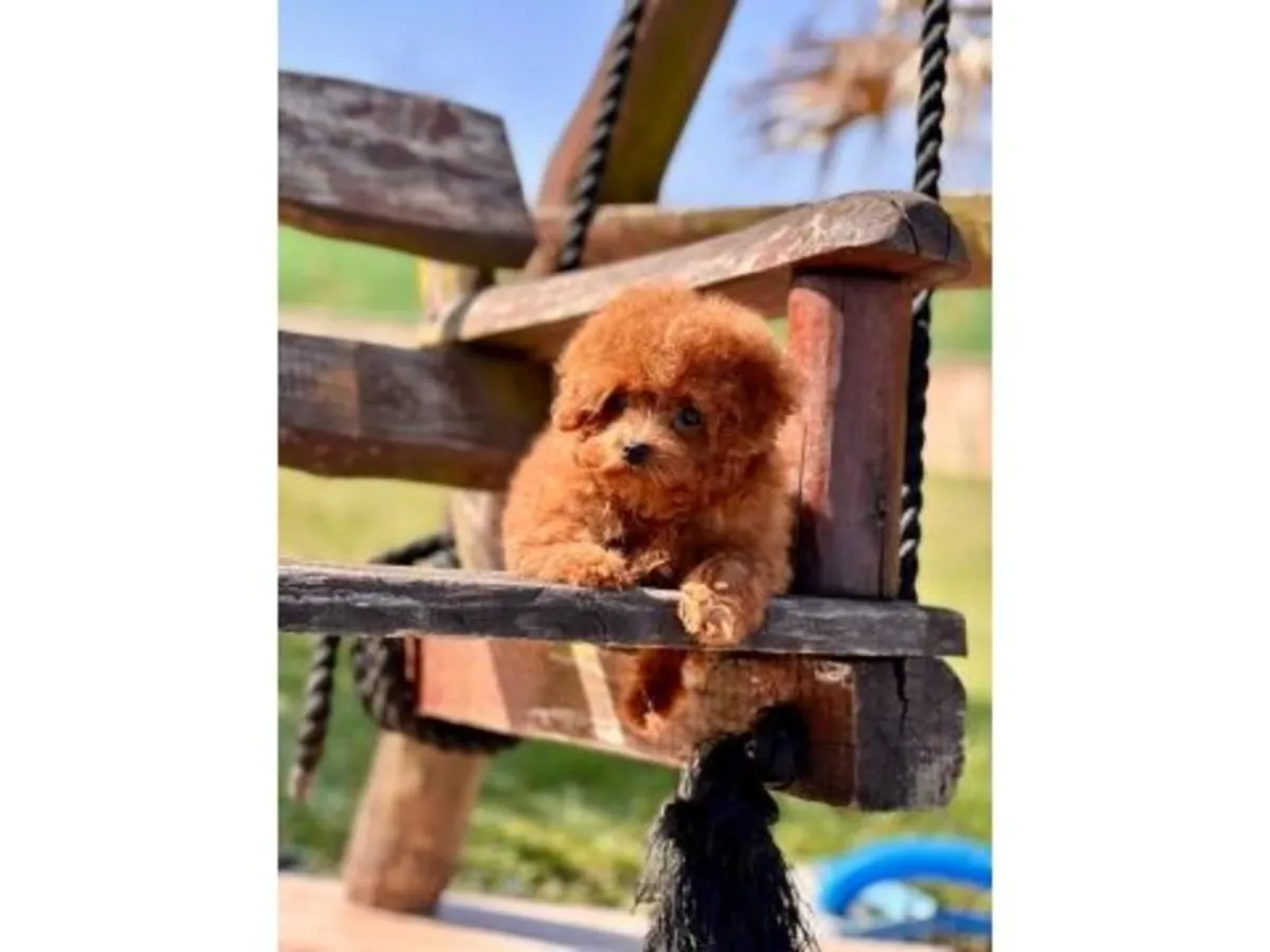 棕色贵宾犬，聪明又机灵的小狗