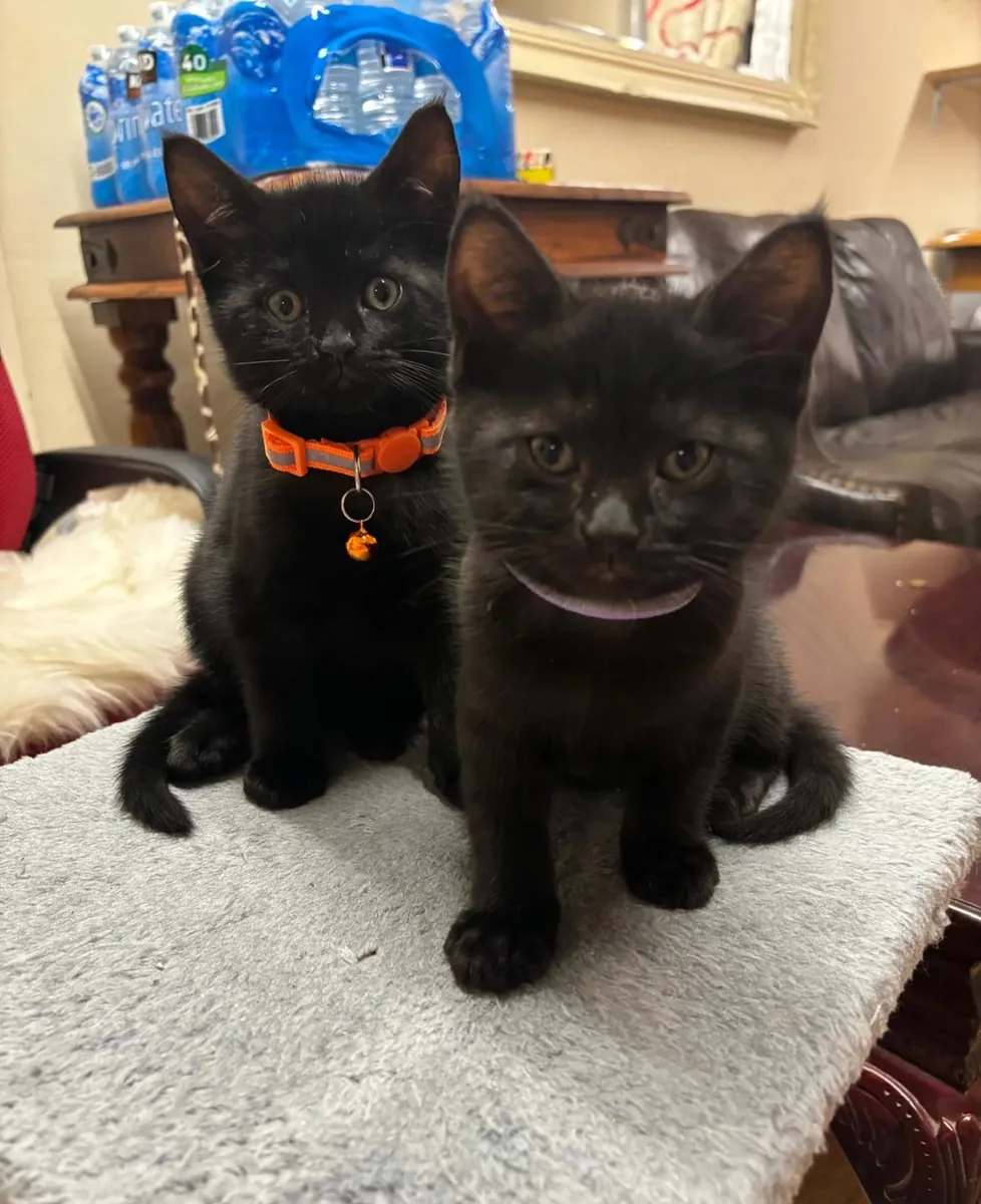 Satılık American Shorthair Kedi Yavruları
