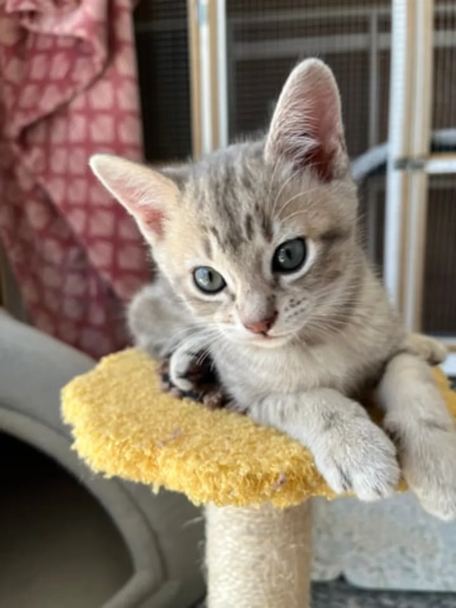 Beaux chatons Australian Mist
