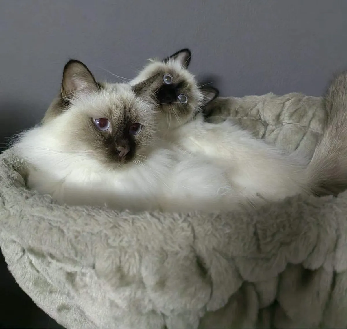 Священные бирманские котята