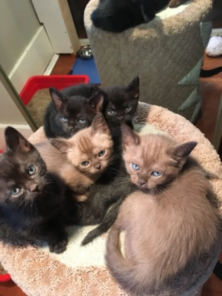 可供出售的孟买小猫