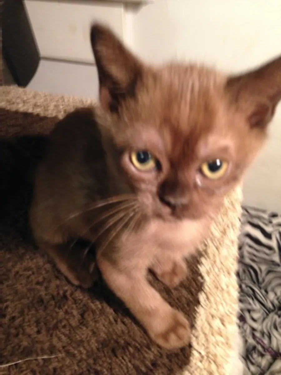 可供出售的孟买小猫