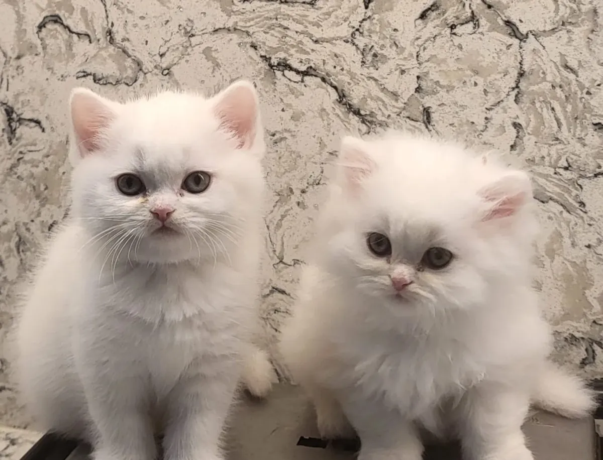Chatons British Longhair